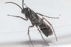 Episyron conterminus cressoni