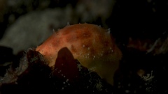 Littorinimorpha