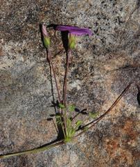 Oxalis bifida