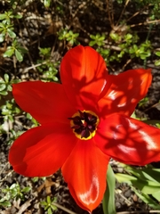 Tulipa