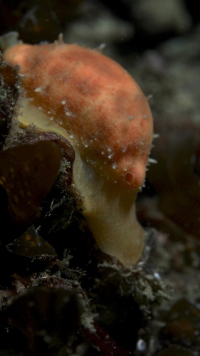 Notocypraea piperita