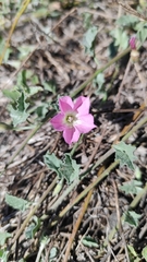 Convolvulus chilensis
