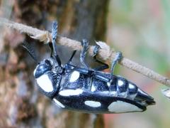 Sternocera orissa orissa