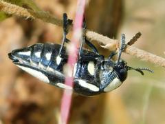 Sternocera orissa orissa