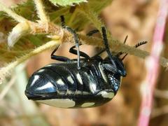 Sternocera orissa orissa