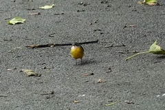 Motacilla cinerea