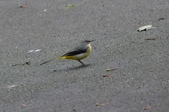 Motacilla cinerea