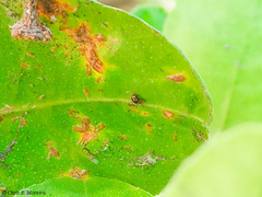 Scymnobius galapagoensis