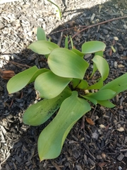 Tulipa