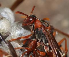 Polistes marginalis