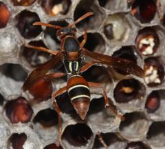 Polistes marginalis