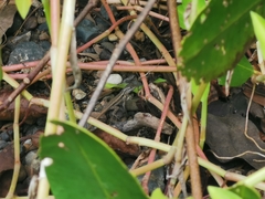 Sceloporus squamosus