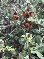Cistus creticus eriocephalus