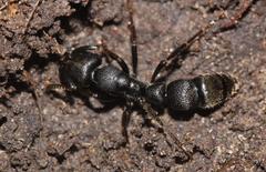 Bothroponera pumicosa