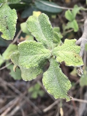 Cistus creticus eriocephalus