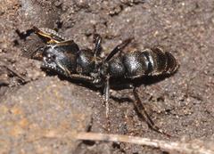 Bothroponera pumicosa