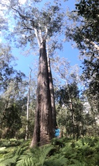 Eucalyptus saligna