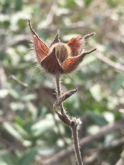 Cistus creticus eriocephalus
