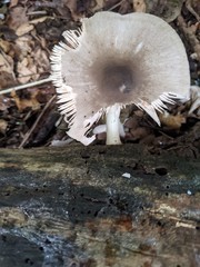Pluteus salicinus