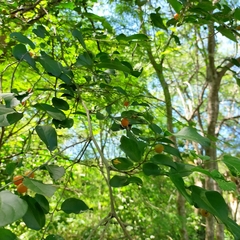 Celtis iguanaea