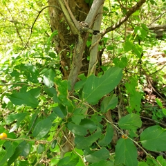 Celtis iguanaea