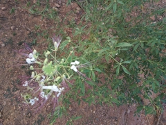 Tarenaya longicarpa