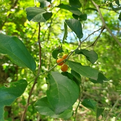 Celtis iguanaea