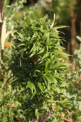 Bergbambos tessellata