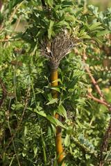 Bergbambos tessellata