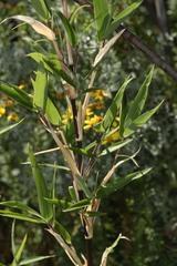 Bergbambos tessellata