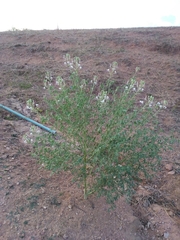 Tarenaya longicarpa