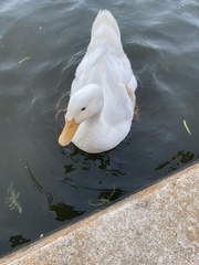 Anas platyrhynchos domesticus