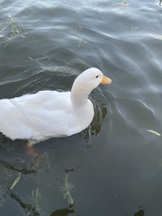 Anas platyrhynchos domesticus