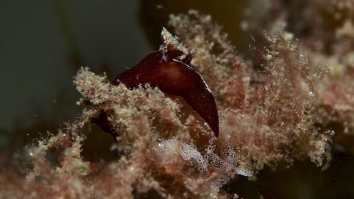 Trapania brunnea