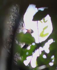 Chrysocolaptes stricklandi