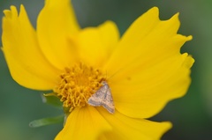 Pyrausta rubricalis