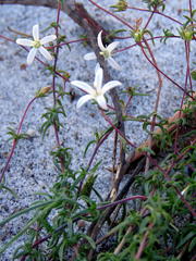 Wahlenbergia pyrophila