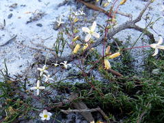 Wahlenbergia pyrophila