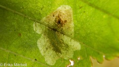 Cameraria ulmella