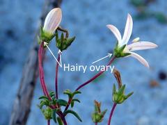 Wahlenbergia pyrophila