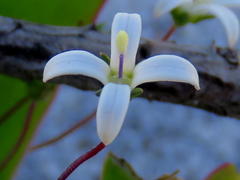 Wahlenbergia pyrophila