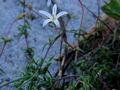 Wahlenbergia pyrophila