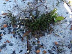 Wahlenbergia pyrophila