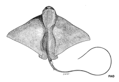 Purple Eagle Ray photo 3