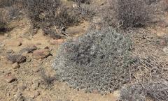 Euphorbia loricata
