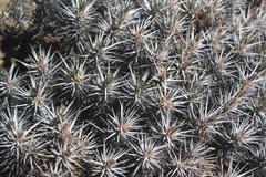 Euphorbia loricata