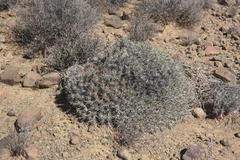 Euphorbia loricata