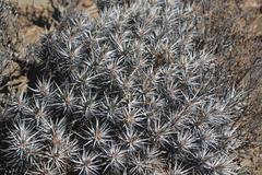 Euphorbia loricata