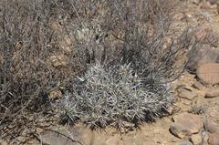 Euphorbia loricata