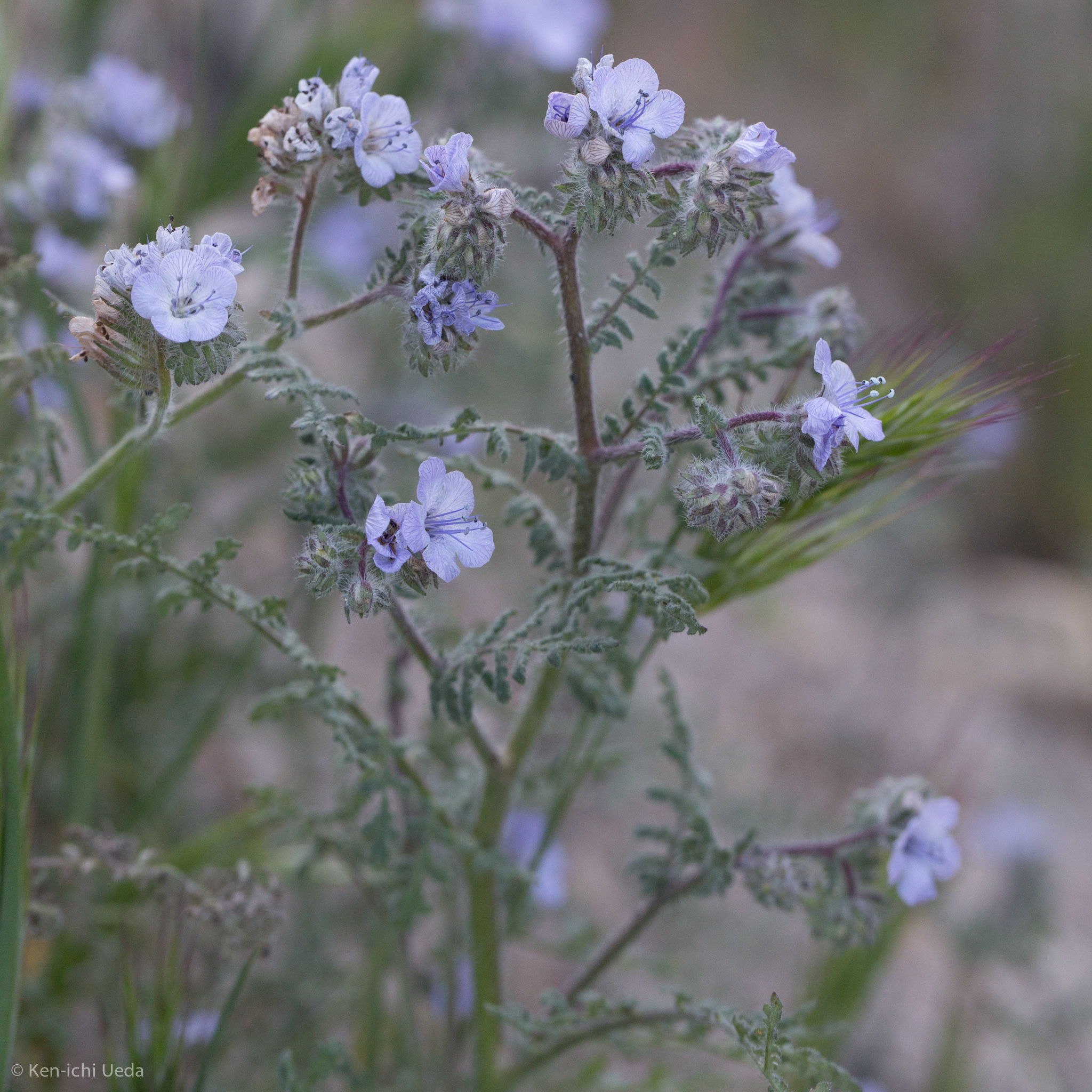 Phacelia distans